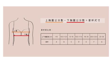 胸圍數字意思